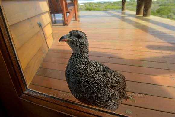 Cape Spurfowl wanting to enter a cabin