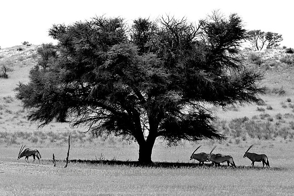 Gemsbok