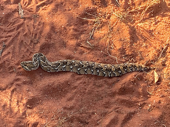 Buffadder