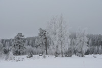 Calm winter landscape