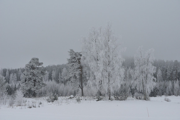 Calm winter landscape