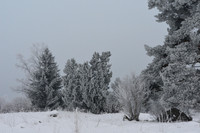 Frosty evergreen trees in winter