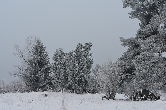 Frosty evergreen trees in winter