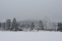 Winter landscape