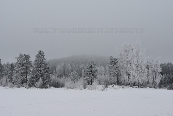 Winter landscape