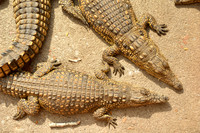 Young crocodiles in St Lucia