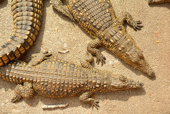 Young crocodiles in St Lucia