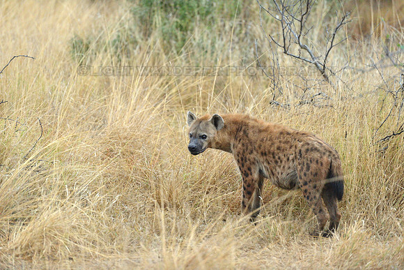 Female hyena early morning