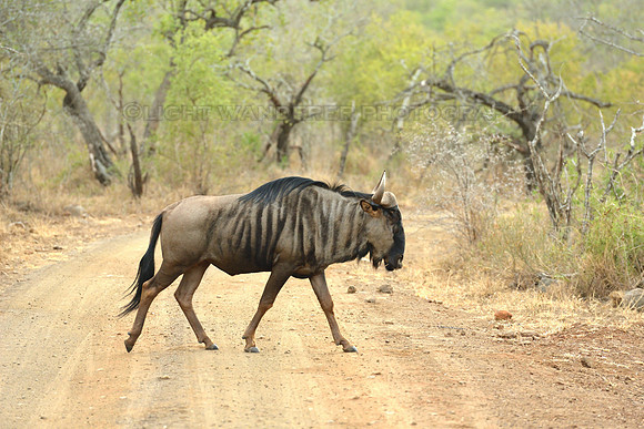 Blue wildebeest
