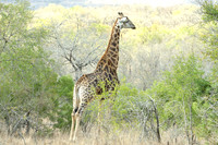 South Africa