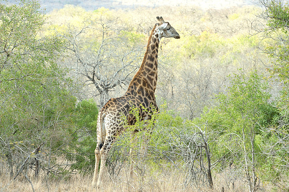 Giraffes elegant colouring and shape