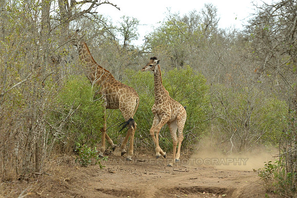 Young giraffe following adult