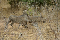 Warthogs