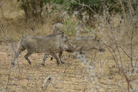 Warthogs
