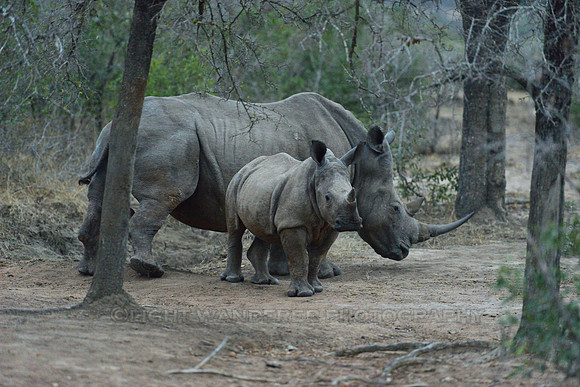 Young White Rhino with mother