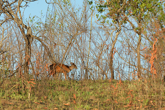 Small antelope in warm light of early morning sun