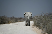 Massive bull elephant