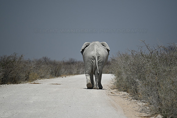 Massive bull elephant