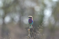 Lilac-breasted Roller