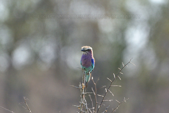 Lilac-breasted Roller