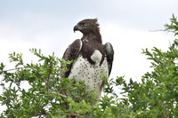 Martial Eagle