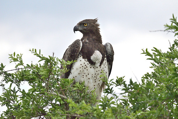 Martial Eagle