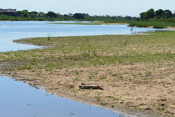 Crocodile warming up in the sun