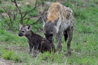 Spotted Hyena mother with pup