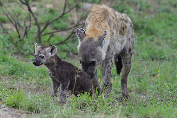 Spotted Hyena mother with pup