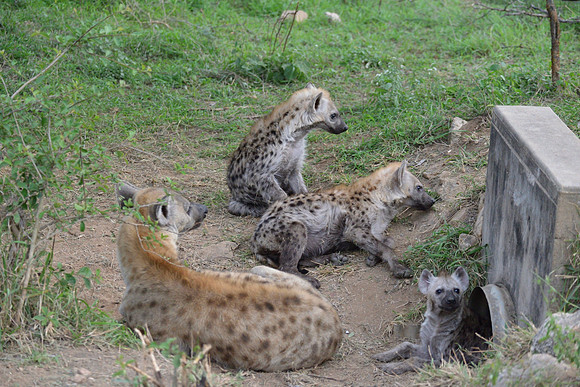 Spotted Hyenas