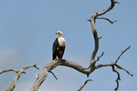 African Fish-Eagle