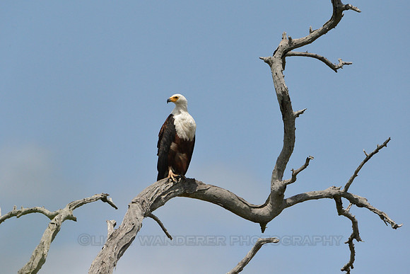 African Fish-Eagle