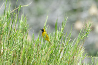 Masked Weaver