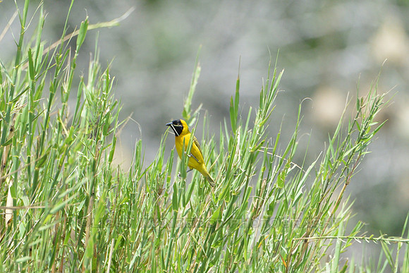 Masked Weaver