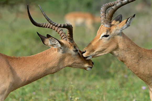 Impalas grooming each other
