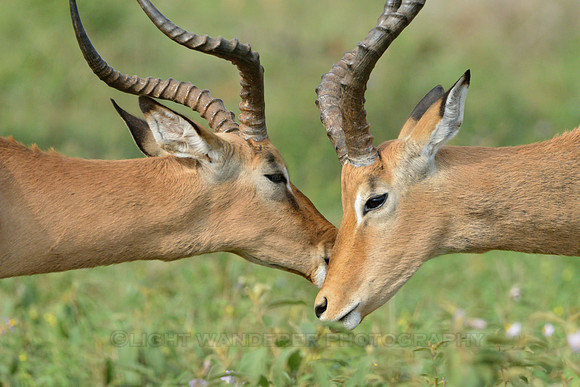 Impalas grooming each other