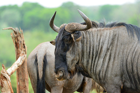 Blue Wildebeest
