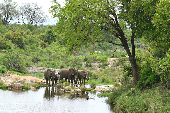 Family of elephants drinking from the river