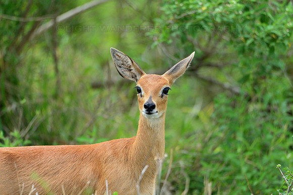 Steenbok female