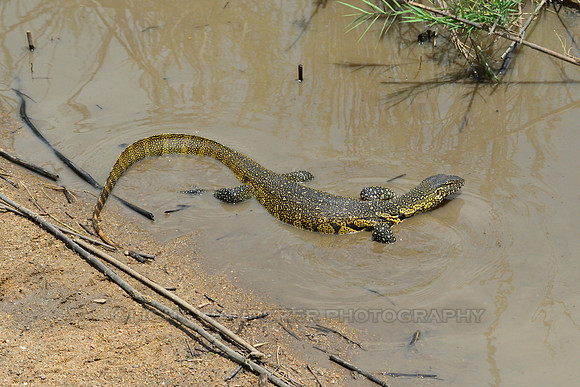 Water Monitor