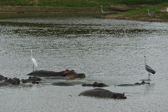 Birds standing on hippos