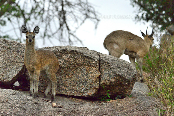 Klipspringers