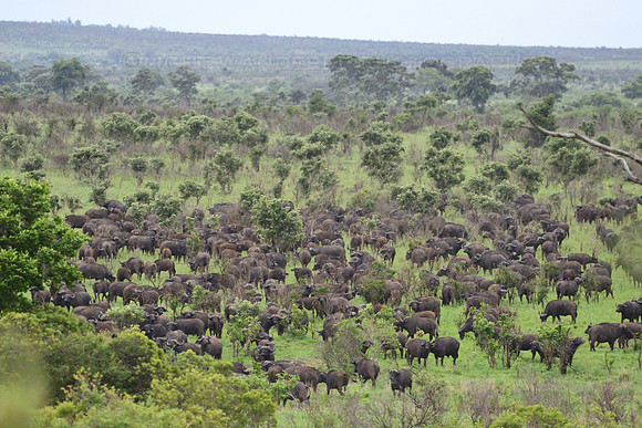 African buffalo
