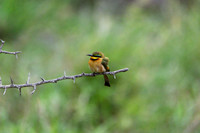 Little Bee-eater