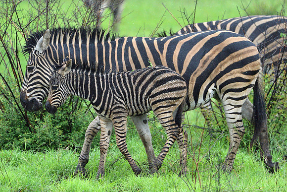 Zebra mother with foal