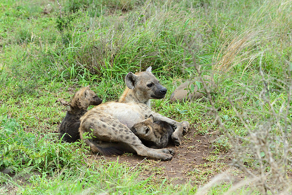 Spotted hyena mother with pups
