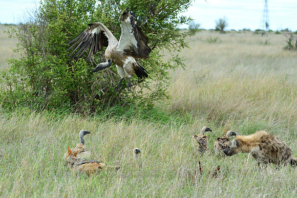 Vultures, spotted hyena and black-backed jackal
