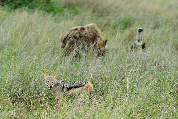 Black-backed jackal