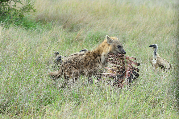 Spotted hyena moving the remains of carcass