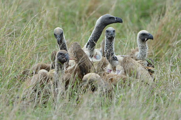 Vultures